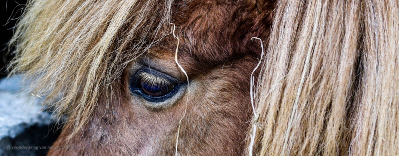 Pony - De Zonnegloed - Dierenpark - Dieren opvangcentrum - Sanctuary